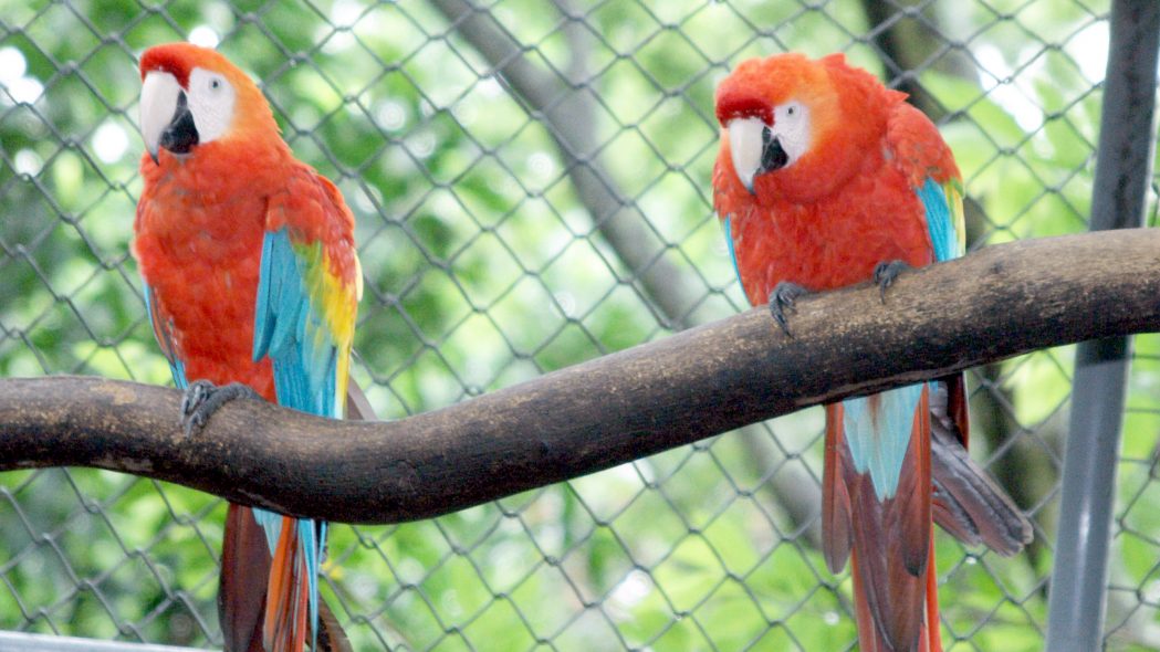 Zoológico de Ilha Solteira reabre no dia 22 de novembro